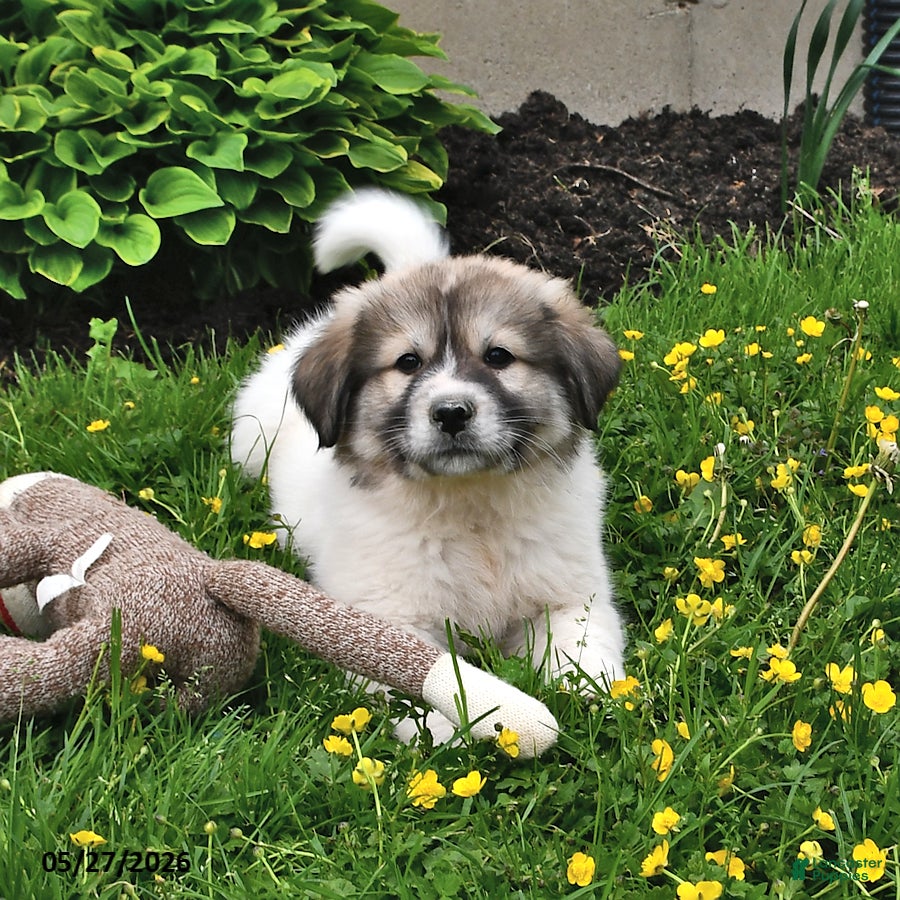 Mixed Breed dogs Bowan - Ad 1