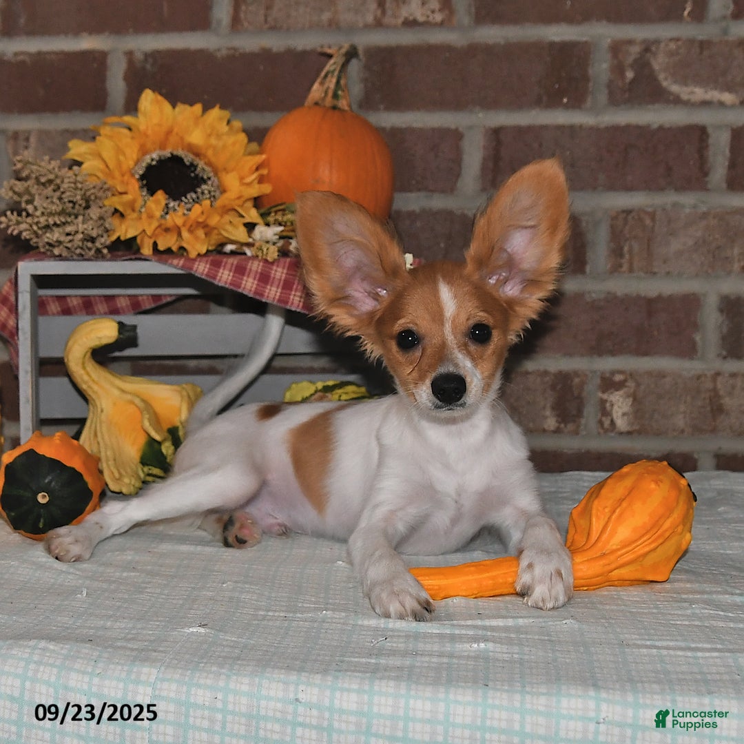 Papillon dogs for sale: Bailey - Ad 6