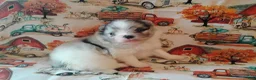 Pomeranian dogs for sale: Pomeranian 2 - Ad 3