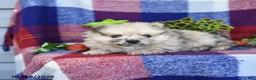 Pomeranian dogs for sale: Rusty - Ad 5