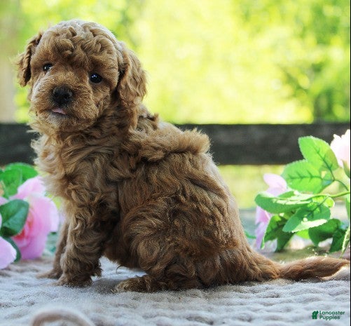 Toy Poodle dogs for sale: Tater - Ad 1