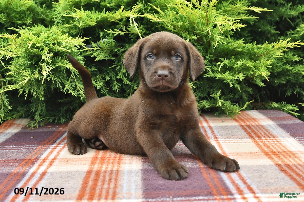 Labrador Retriever dogs Kipper - Ad 2