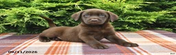 Labrador Retriever dogs for sale: Kipper - Ad 2