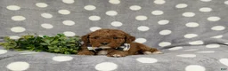 Miniature Poodle dogs for sale: Scooter - Ad 5