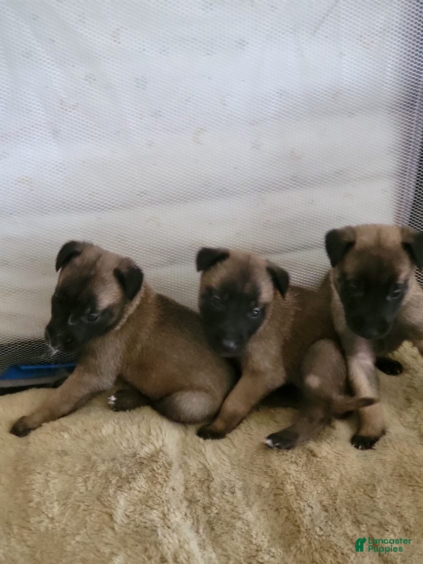 Belgian Malinois dogs Belgian Malinois Puppy 6 - Ad 29