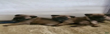 Belgian Malinois Puppy 6