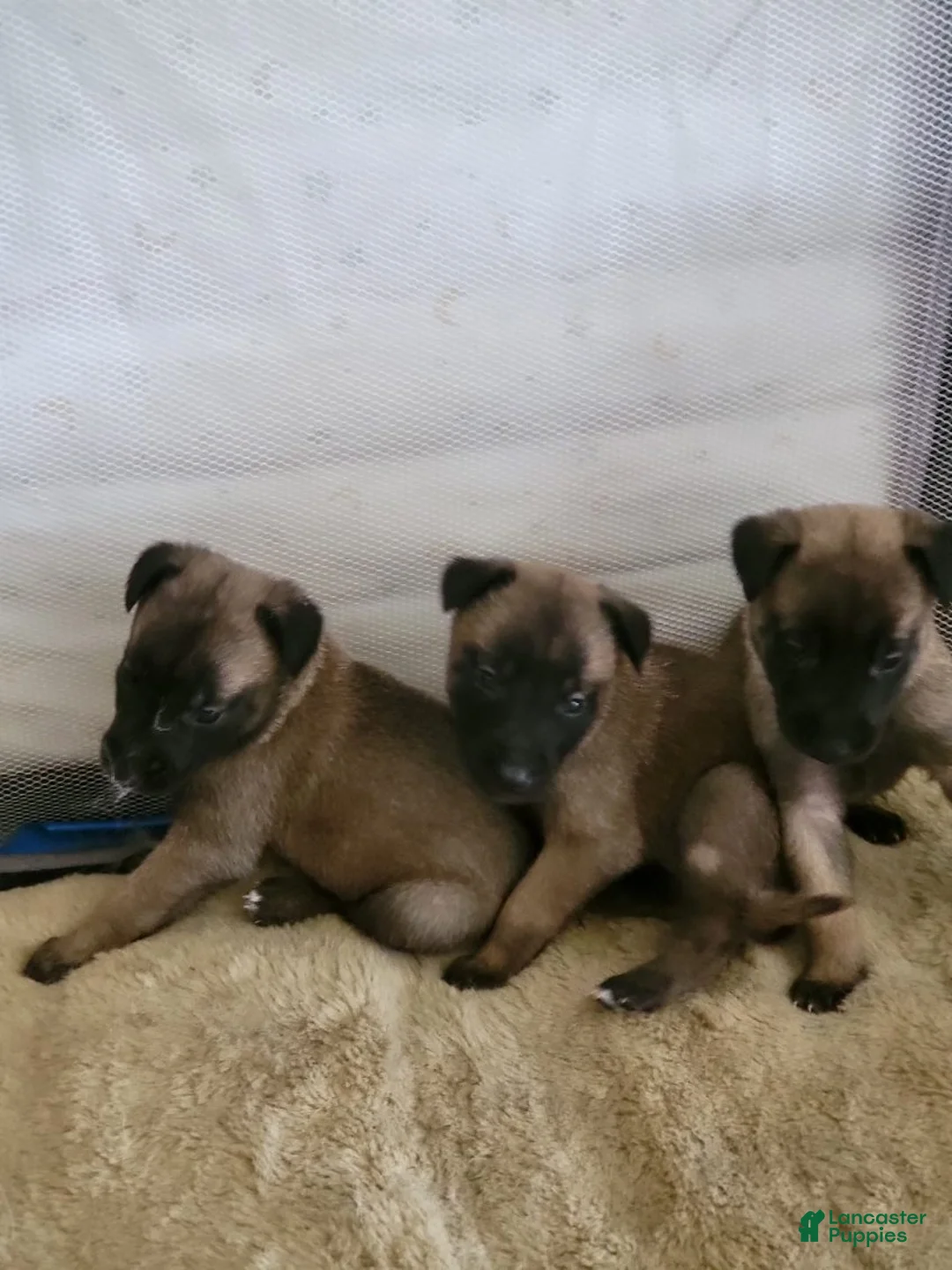 Belgian Malinois dogs for sale: Belgian Malinois Puppy 6 - Ad 1