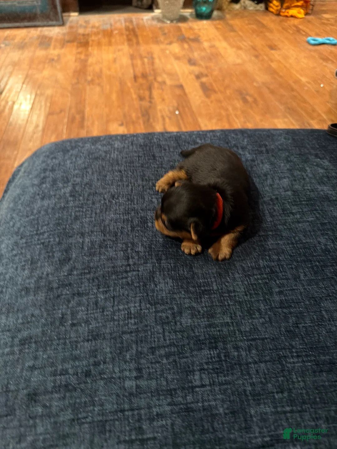 Silky Terrier dogs for sale: Silky Terrier Puppy 3 - Ad 2