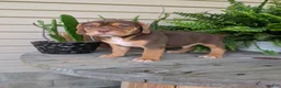 Beabull dogs for sale: Gus - Ad 4