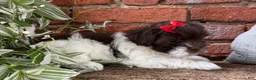 Havapoo dogs for sale: Bella - Ad 5
