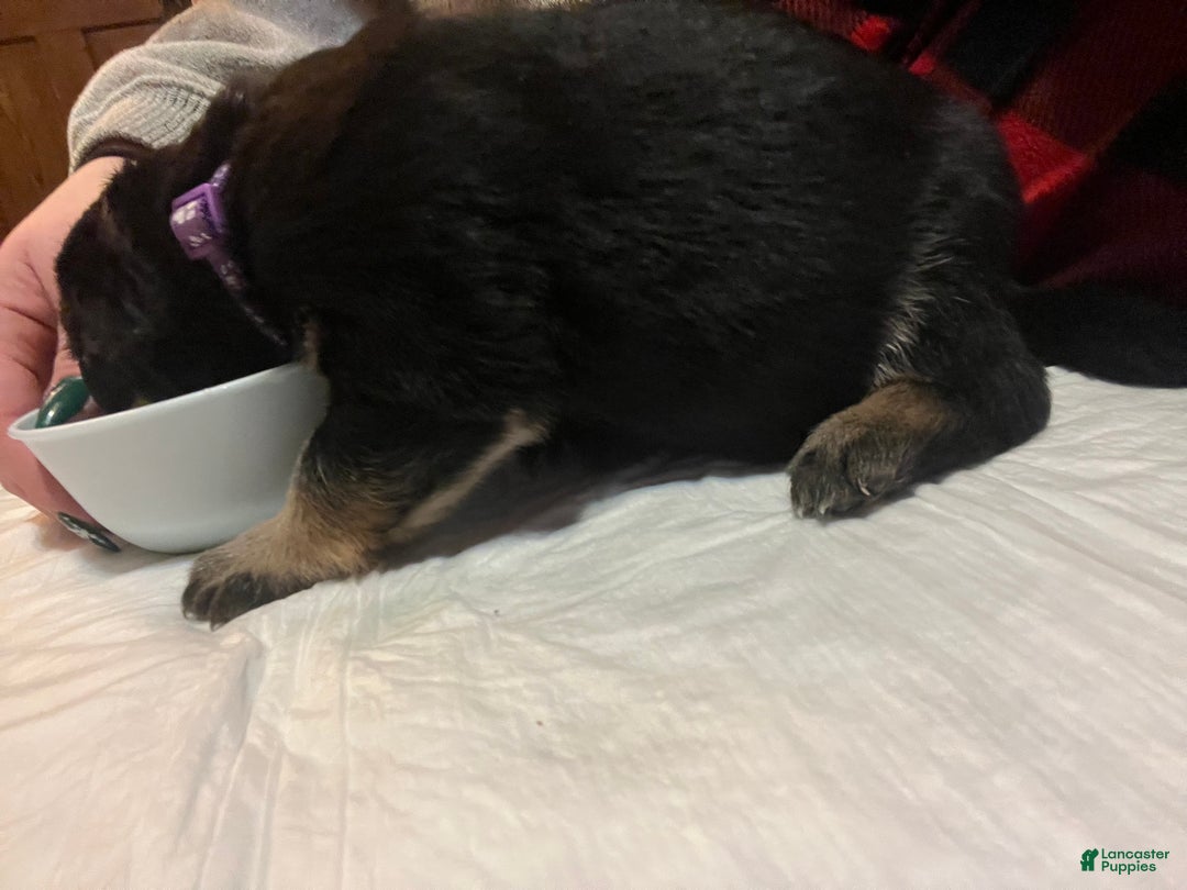 Mixed Breed dogs for sale: Mixed Breed Puppy 7 - Ad 2