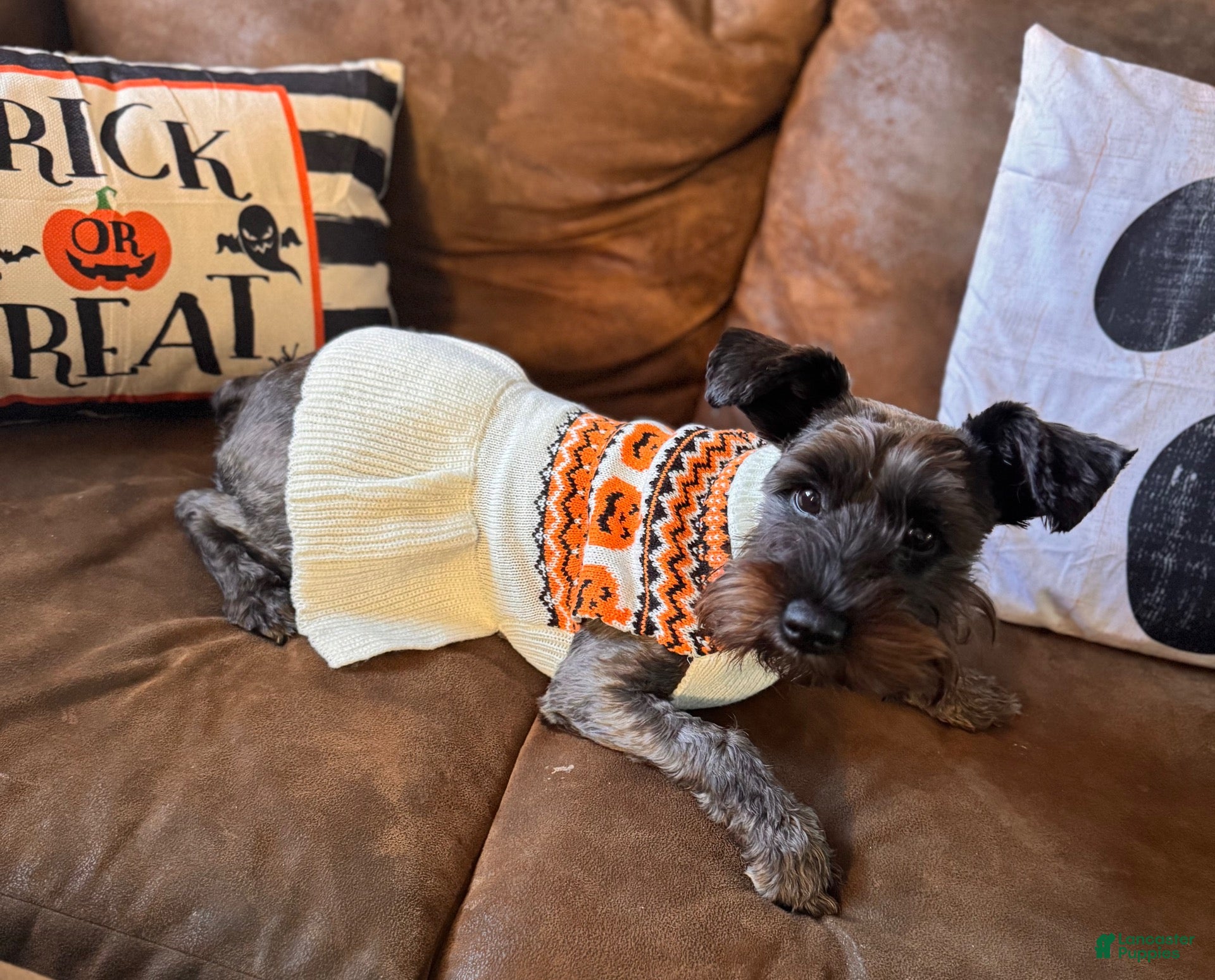 Miniature Schnauzer dogs PeeWee  - Ad 2