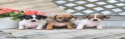 Chiweenie dogs for sale: Peanut  - Ad 5