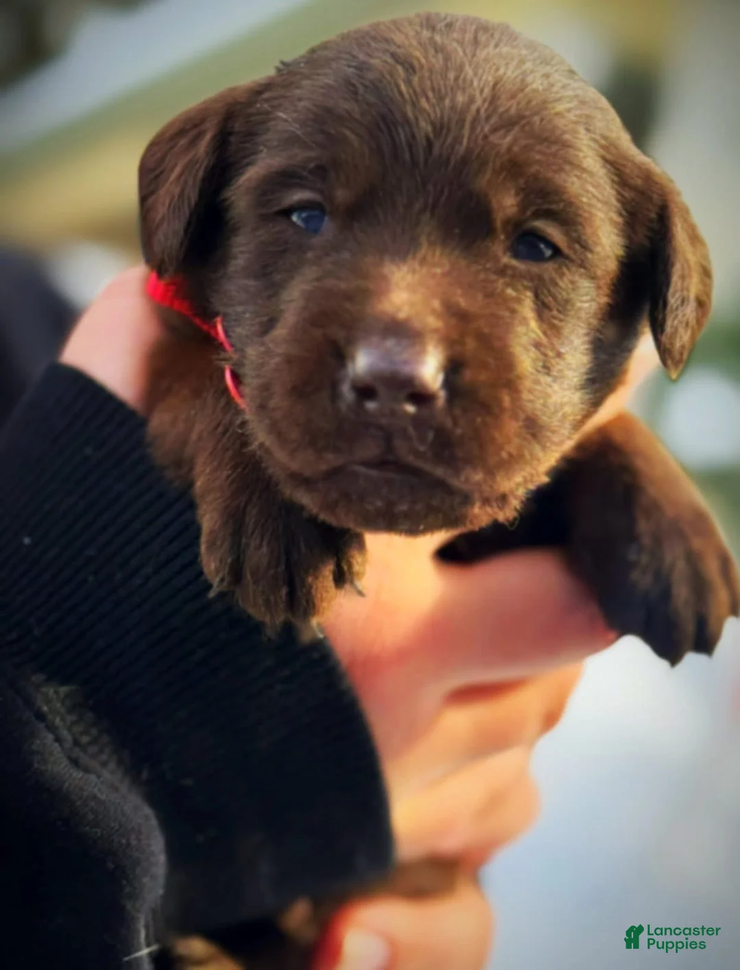 Labrador Retriever dogs for sale: Sal - Ad 10