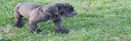 Cane Corso dogs for sale: Blanchard - Ad 4