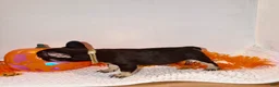 French Bulldog dogs for sale: Cocoa male - Ad 4
