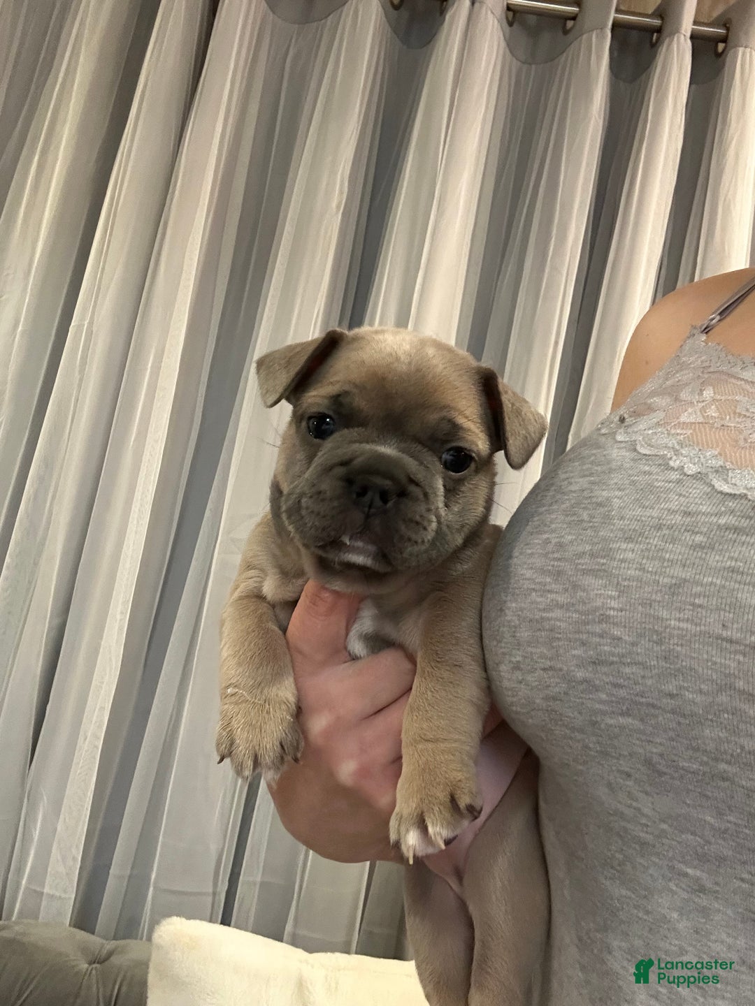 French Bulldog dogs for sale: Hugo - Ad 6