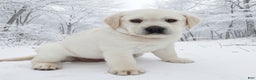 Labrador Retriever dogs for sale: Lance - Ad 4