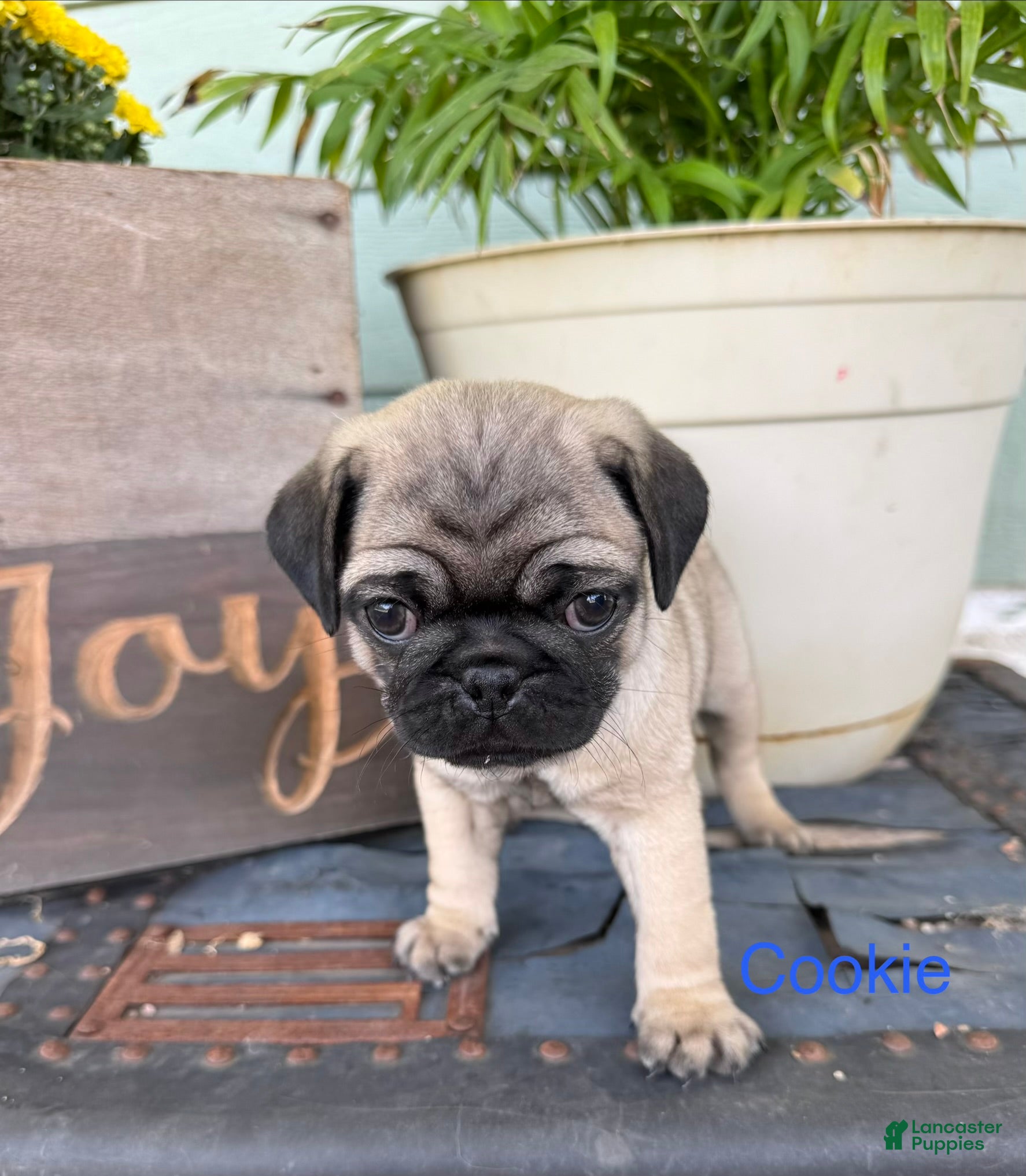 Pug dogs AKC, Cookie - Ad 1