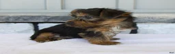 Yorkshire Terrier dogs for sale: Layla - Ad 3
