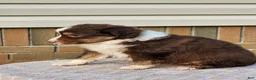 Miniature Australian Shepherd dogs for sale: Haddie - Ad 6