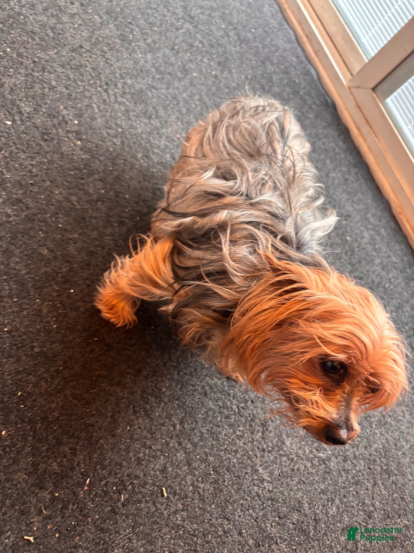 Yorkiepoo dogs Yorkiepoo 1 - Ad 2