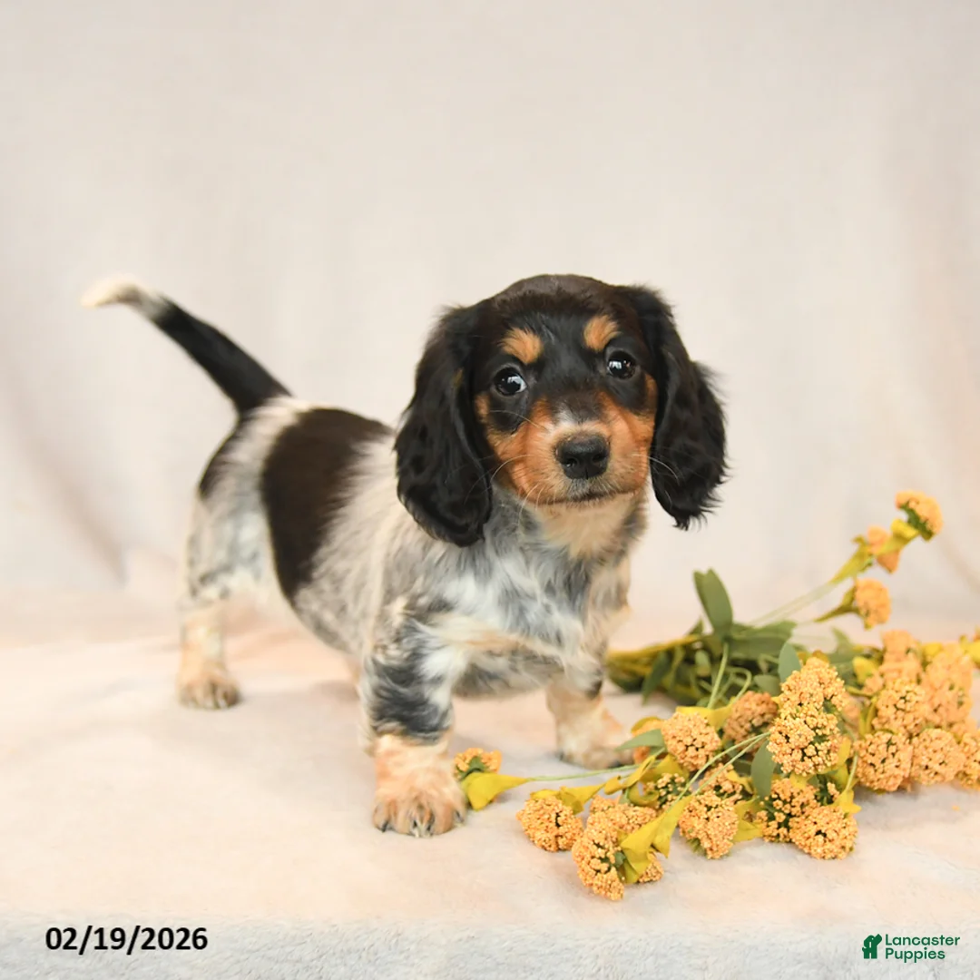 Miniature Dachshund dogs for sale: Blossom - Ad 1