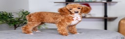 Toy Poodle dogs for sale: Willow - Ad 4
