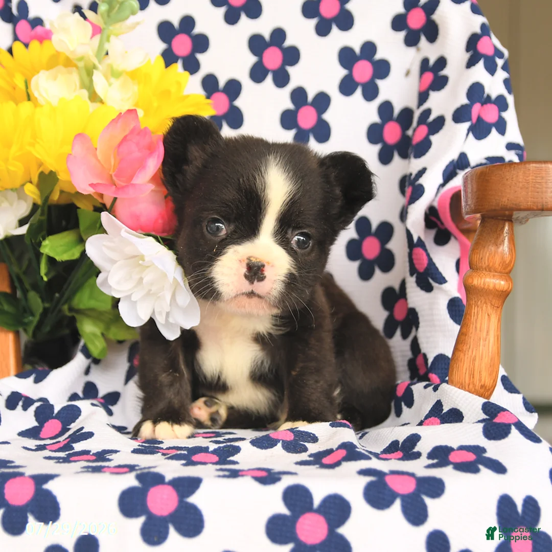 French Bulldog dogs for sale: Bear - Ad 3