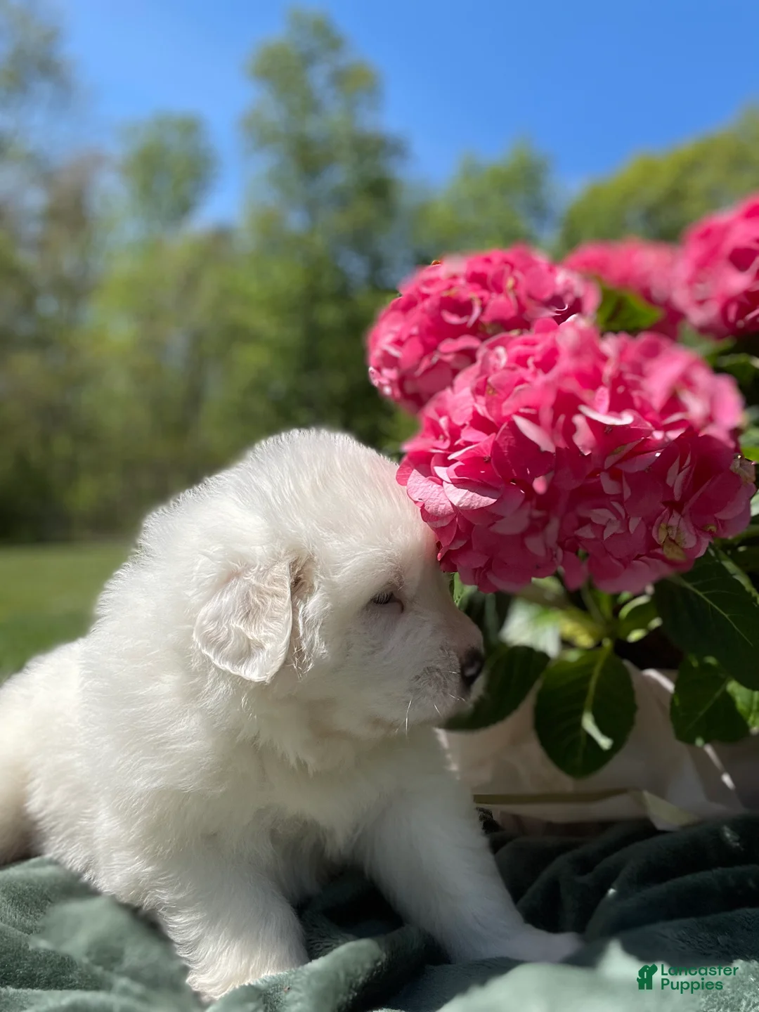 Great Pyrenees dogs for sale: Peter - Ad 2