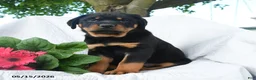 Rottweiler dogs for sale: Jupiter - Ad 1