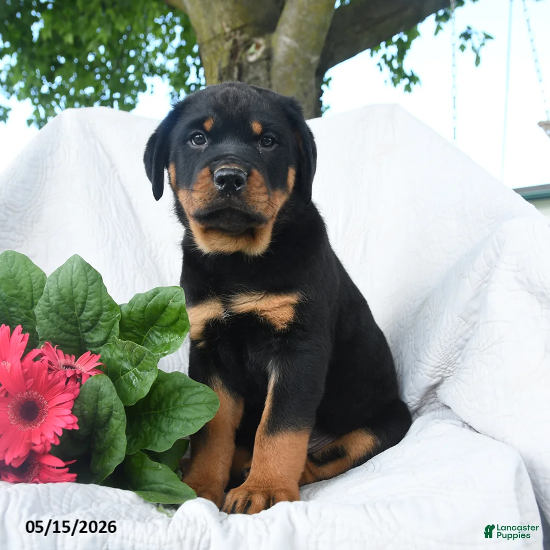 Rottweiler dogs for sale: Jupiter - Ad 1