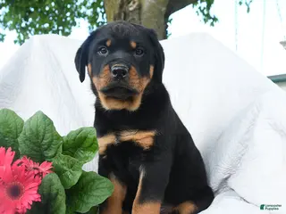 Rottweiler dogs for sale: Jupiter - Ad 2