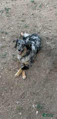 Fidget