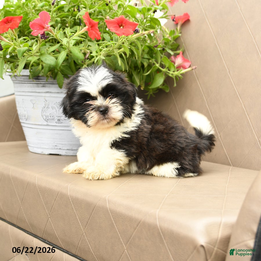 Shih Tzu dogs Gizmo - Ad 1