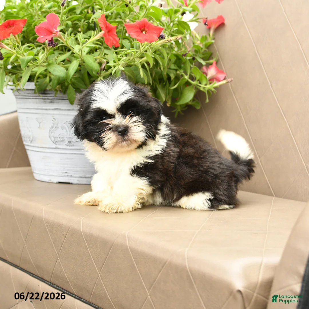 Shih Tzu dogs for sale: Gizmo - Ad 1