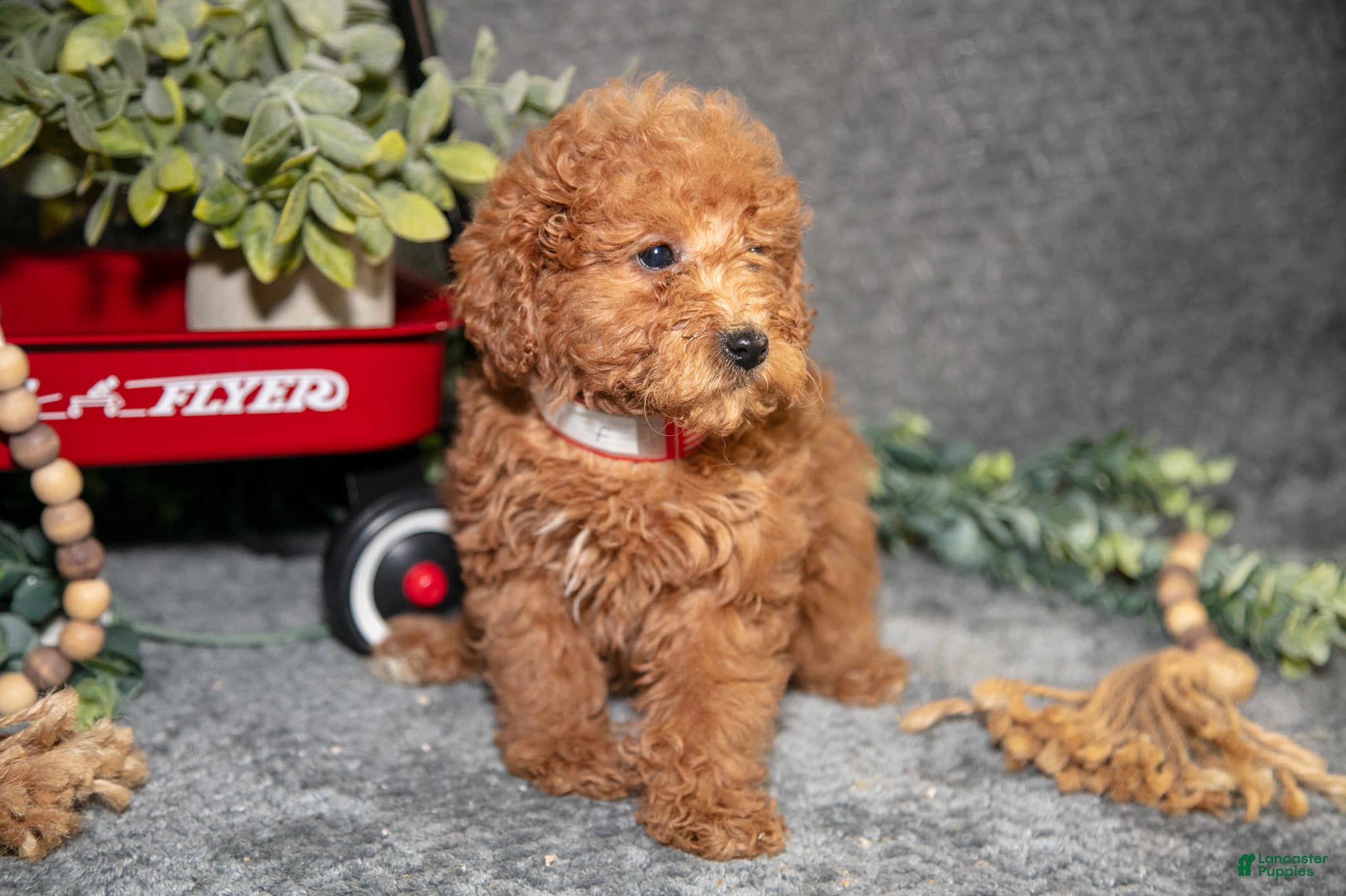 Miniature Poodle dogs Birdie - Ad 25