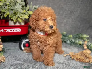 Miniature Poodle dogs Birdie - Ad 25