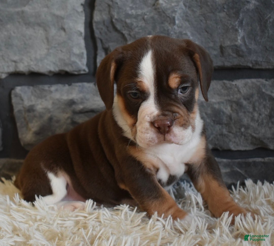 Mixed Breed dogs for sale: Bella  - Ad 6