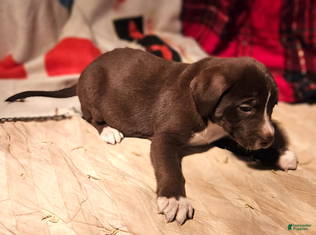 Border Collie dogs for sale: Dori - Ad 7