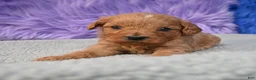 Cavapoo dogs for sale: Cavapoo 6 - Ad 15