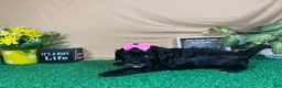 Shihpoo dogs for sale: Shihpoo 3 - Ad 4