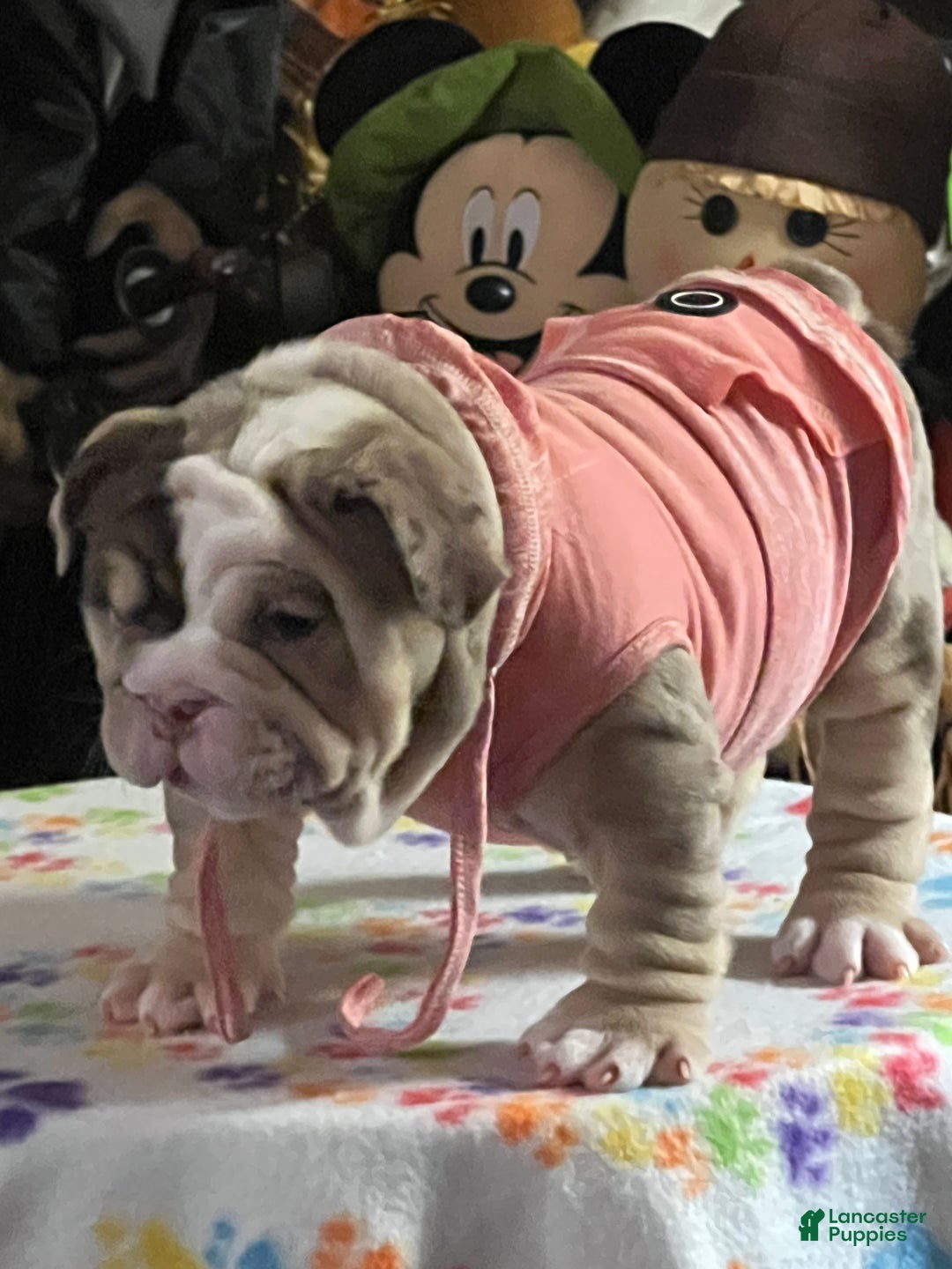 English Bulldog dogs for sale: Chloe - Ad 1