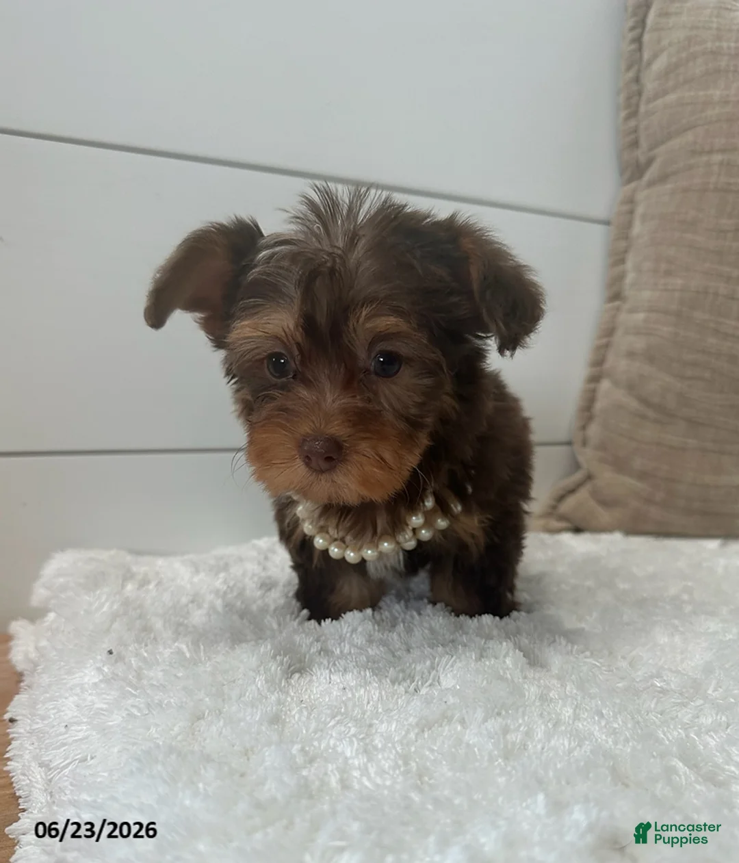 Yorkiepoo dogs for sale: Luna - Ad 4