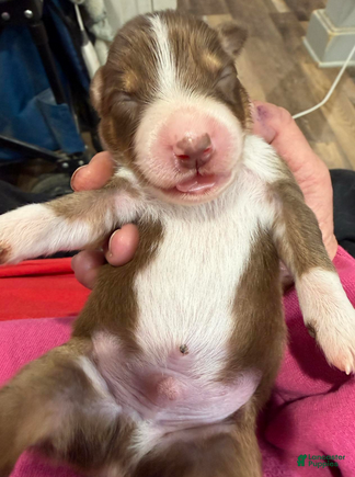 Australian Shepherd dogs Charlie - Ad 2