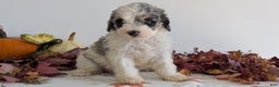 Mixed Breed dogs for sale: Nala - Ad 8