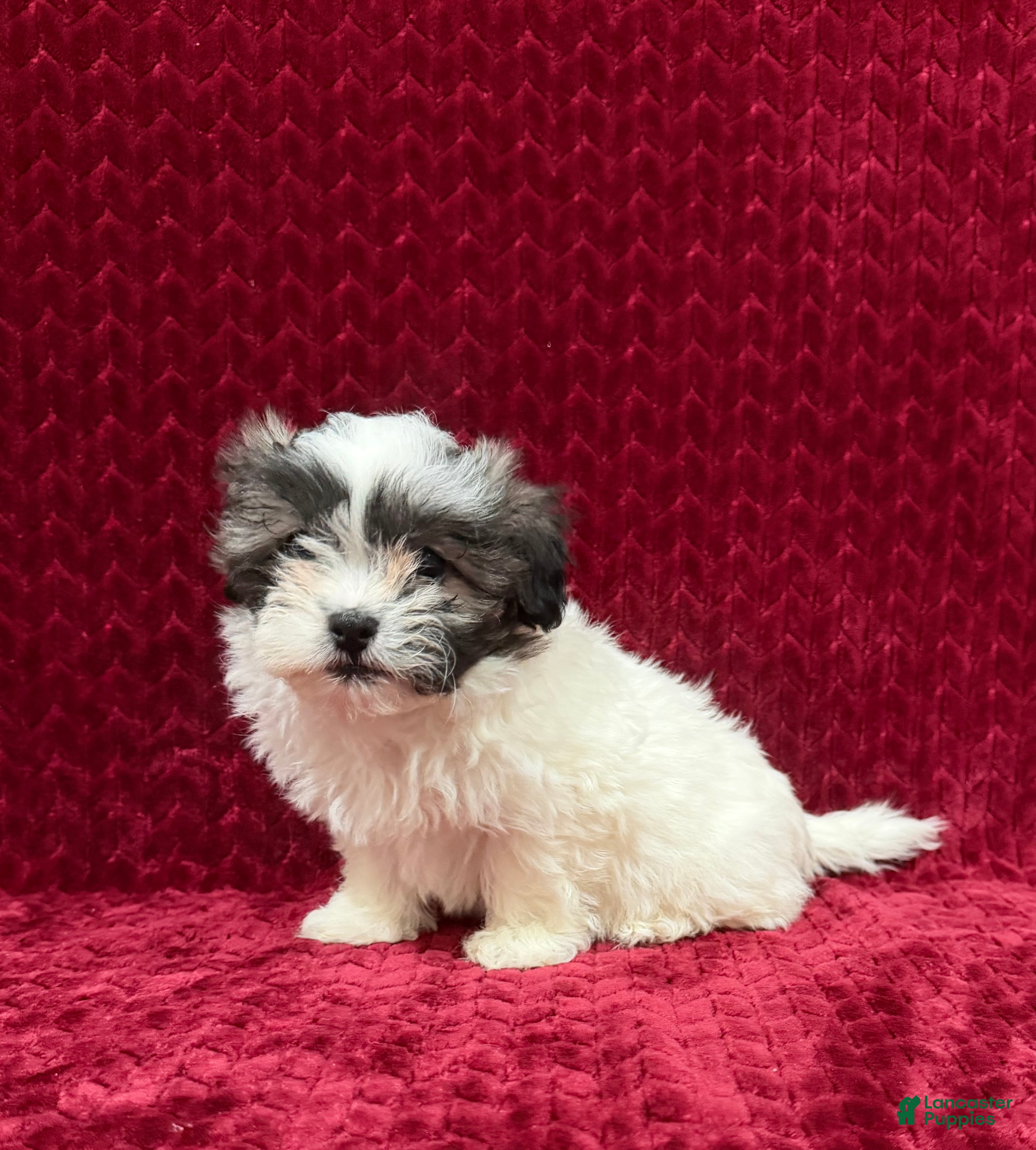 Teddy Bear dogs Nova - Ad 2
