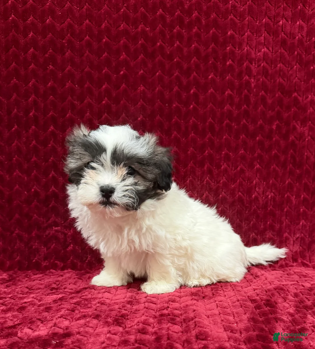 Teddy Bear dogs for sale: Nova - Ad 2
