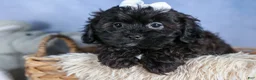 Shorkie dogs for sale: JAKE - Ad 4