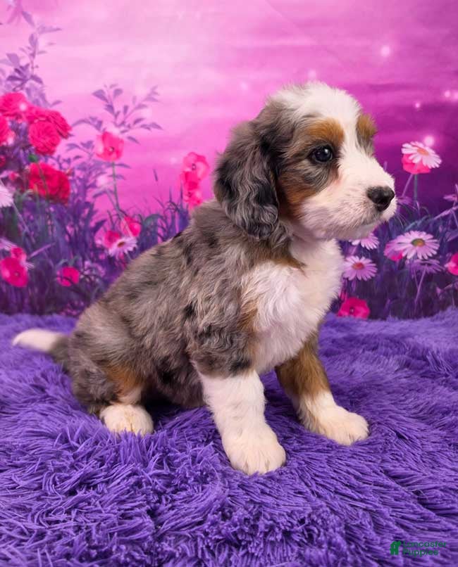 Mini Bernedoodle dogs Caesar - Ad 2